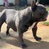 100% real french bulldog stud for sale.