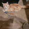 I have two 1 year old male full blooded maincoon cat left 1 year old male full blooded maincoon cat left