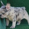 $2,500 Blue Merle Tera - beautiful French Bulldog puppy for sale.