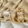 British shorthaired kittens