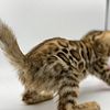 TICA Award for outstanding cattery& CFA CHAMPION  Brown Rosetted Purebred Bengals