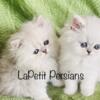 Sold / 3 Silver Shaded Persians Available for their new homes