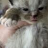 Snowshoe kittens cats ready for their forever home in may