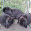 Young adult Holland Lop house bunnies, (not caged) available: Black & Chocolate