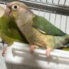 Baby conures available
