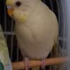 Daisy, baby budgie, looking for a new home