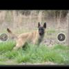 Belgian malinois pup free to a good home