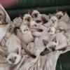 Siamese kittens for sale-ready now
