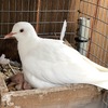 White doves for sale