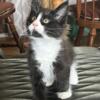 Maine Coon kittens Available Female