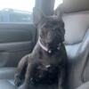 Well Trained Female Blue French Bulldog 1yr Old Watches House & Protects On Command