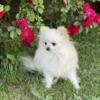 Male Pomeranian looking for his forever home