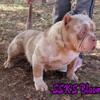 Young Adult Female Bullys  Bloom lilac tri Merle and CiCi blue fawn Merle Are Available