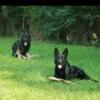 AKC registered German shepherd puppy's
