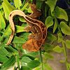 Crested Geckos & live terrarium plants
