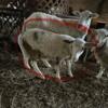 3 Month Old Ewe Lambs for sale