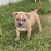 Male ABKC Pocket American Bully STUD INCOMING  He is pick of litter !
