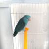 Beautiful bunch of Parrotlets buy one at $275 get one for $100