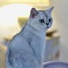 TICA Registered Cattery Pure Bred British Shorthair Male Kitten For Sale (Available for Breeding)