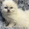 Blue point kitten  Ready to go now.
