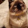 Beautiful Ragdoll Kitten seeking furever home