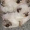 Purebred Registered Ragdoll Kittens