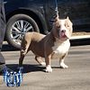 Extreme pocket American Bully stud service available