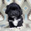 Health Certified Shihpoo Puppies!
