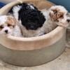 Toy poodle puppies for sale!