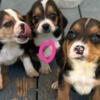 Three beagle puppys.
