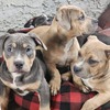 TRI COLOR POCKET SIZE AMERICAN BULLY PUPPIES - ABKC REGISTERED