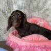 Dachshund adults for sale- champion bred