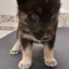 German Shepherd/Husky mix puppies for sale