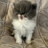 PERSIAN KITTENS available May 23