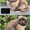 Adult Retired Holland Lops for Sale