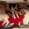 (Mutt)Hound mix puppies males and females available
