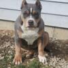 Female American Bully puppies