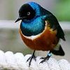 Superb Starling wanted