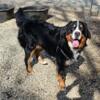 AKC Bernese Mountain Dog stud - Genetically health tested & Clear
