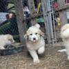 Great Pyrenees Puppies LGD