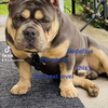 Male intact American pocket bully