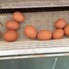 Laying Hens 1 year old