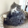 Persian Jewel Kitten #1