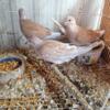 ringneck doves very tame