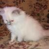 TICA Registered Healthy Ragdoll Kittens