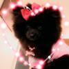 4 Month Old Female Pomeranian - Fully Vaccinated