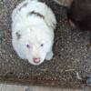 Mini Australian Shepherd puppies located in Pierceton, IN