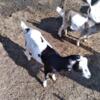 Lamancha Wethers for sale