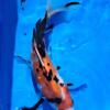 Koi fish for ponds Butterfly fins and Standard fins