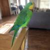 Rehoming Male Superb Parrot